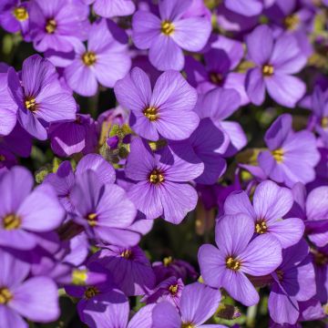 Aubriète blanche - Aubrieta Fiona