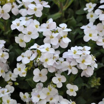 Aubriète blanche - Aubrieta Fiona