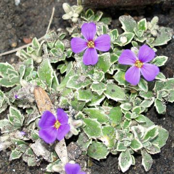 Aubriète blanche - Aubrieta Fiona