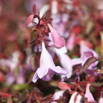 Abelia Pinky Bells