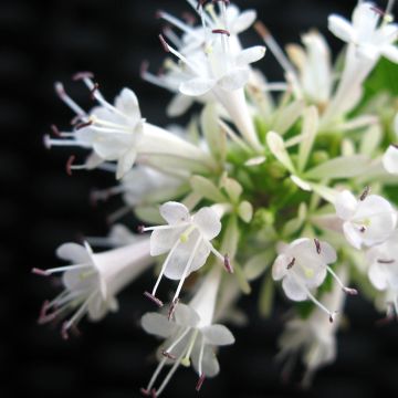 Abelia chinensis White Surprise - Abélia de Chine