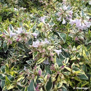 Abelia grandiflora Hopley's - Abélia à grandes fleurs