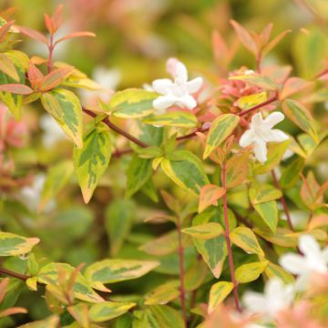 Abélia grandiflora Kaléidoscope	