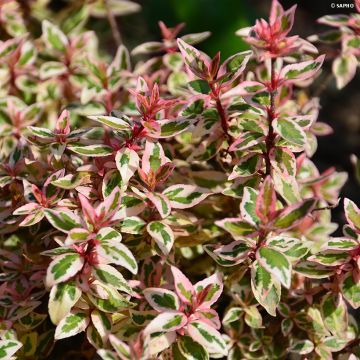 Abelia grandiflora Pink Lady - Abélia à grandes fleurs