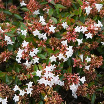Abelia grandiflora Pisto