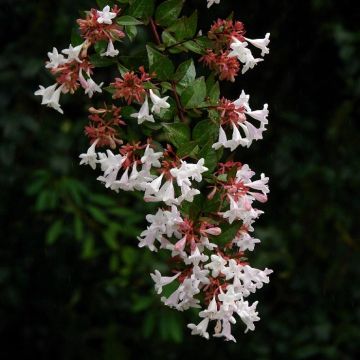 Abelia grandiflora Semperflorens - Abélia à grandes fleurs