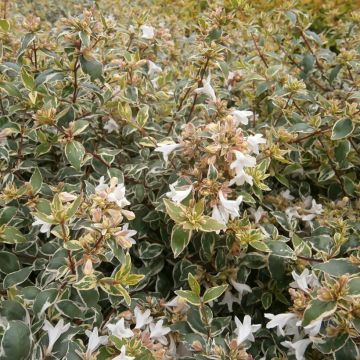 Abelia grandiflora Steredenn Levabes - Abélie panachée