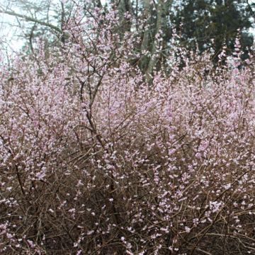 Abeliophyllum distichum Roseum - Forsythia rose de Corée