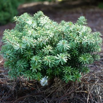 Sapin de Corée nain - Abies koreana Cis