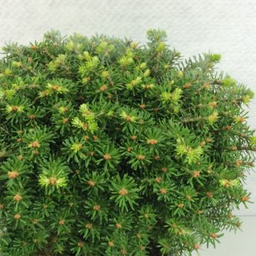 Sapin de Corée - Abies koreana Nadelkissen