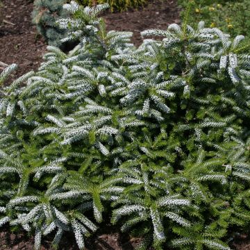Abies koreana Silberlocke - Sapin de Corée              