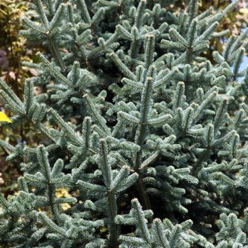 Sapin subalpin - Abies lasiocarpa Compacta