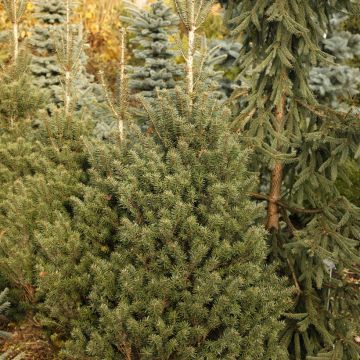 Sapin de Nordmann - Abies nordmanniana Kulista