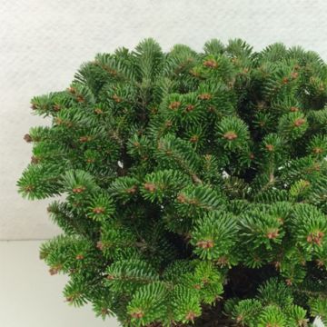 Sapin de Nordmann - Abies nordmanniana Münsterland