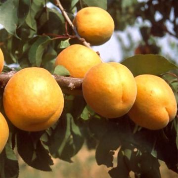 Abricotier Bergeron - Prunus armeniaca en gobelet