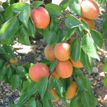 Abricotier Flavor Cot® - Prunus armeniaca