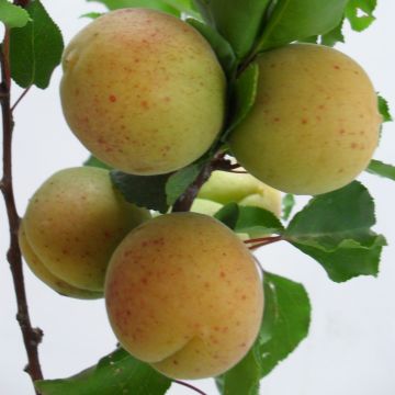 Abricotier Goldrich - Prunus armeniaca