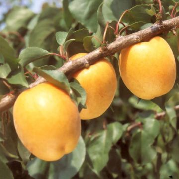 Abricotier Hargrand - Prunus armeniaca