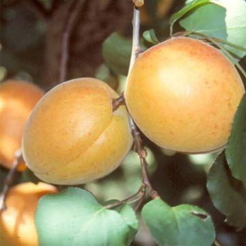 Abricotier Luizet - Prunus armeniaca