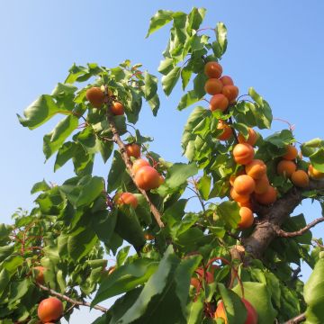 Abricotier Petit Muscat - Prunus armeniaca