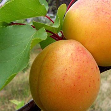 Abricotier Précoce de Saumur - Prunus armeniaca