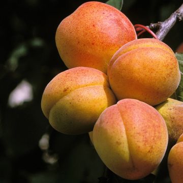Abricotier - Prunus armeniaca Peche de Nancy