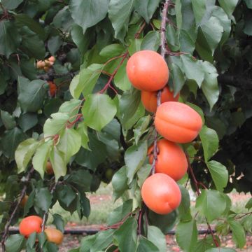 Abricotier Tom Cot® - Prunus armeniaca