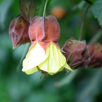 Abulilon megapotamicum - Abutilon du grand fleuve.