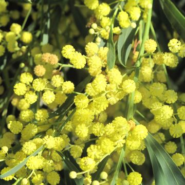 Mimosa des 4 saisons Lisette - Acacia retinodes