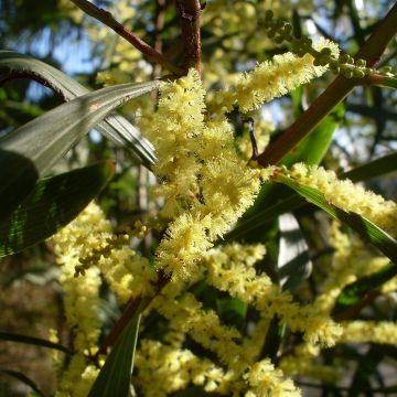 Mimosa à longues feuilles - Acacia longifolia