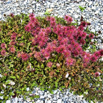 Acaena microphylla Dichte Matte - Lampourde à petites feuilles