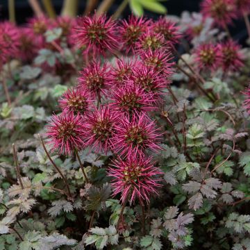 Acaena microphylla Kupferteppich