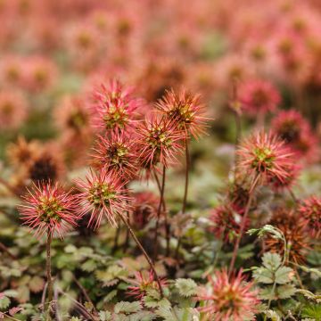 Acaena microphylla - Lampourde à petites feuilles