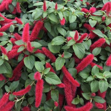 Acalypha pendula Foxie - Acalypha Chenille