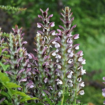 Acanthus mollis - Acanthe à feuilles molles