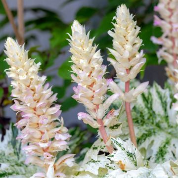 Acanthus mollis Tasmanian Angel - Acanthe panachée