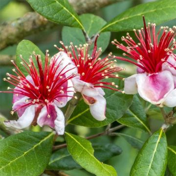 Feijoa - Acca sellowiana - Goyavier du Brésil