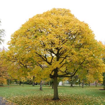 Acer cappadocicum Aureum - Érable de Colchide