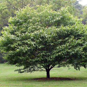 Erable à feuilles de charme - Acer carpinifolium