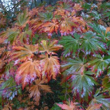 Érable du Japon - Acer japonicum Aconitifolium