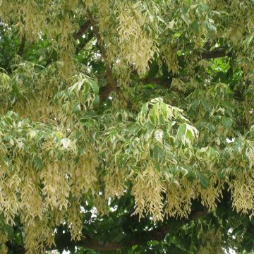 Acer negundo Aureomarginatum - Érable à feuille de frêne