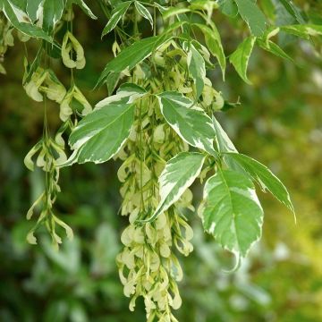 Acer negundo Variegatum - Érable à feuille de frêne panaché