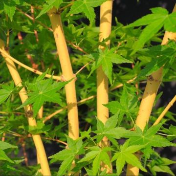 Érable du Japon Bi Hoo - Acer palmatum