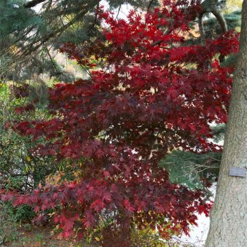Érable du Japon - Acer palmatum Bloodgood