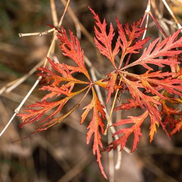 Erable du Japon - Acer palmatum Dissectum Orangeola