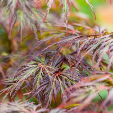 Erable du Japon - Acer palmatum Ornatum