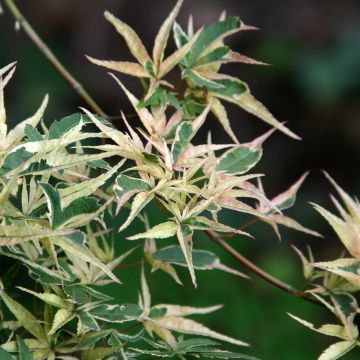 Erable du Japon - Acer palmatum Inaba-Shidare