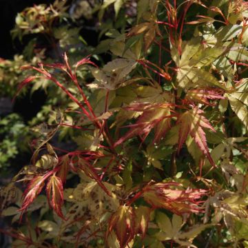 Érable du Japon - Acer palmatum Katsura