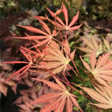 Érable du Japon - Acer palmatum Orange Flame