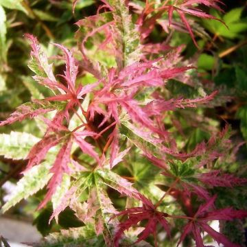 Érable du Japon Phoenix - Acer palmatum